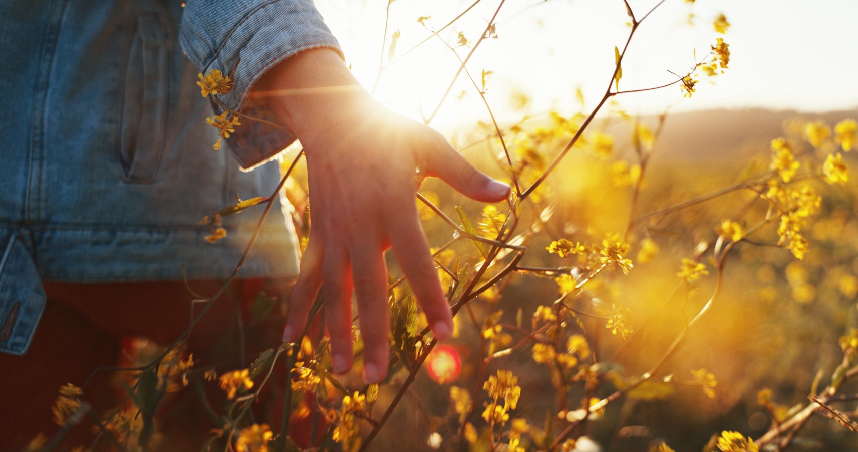 A hand reaching into sunlit wildflowers